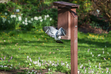 Close-up of a pigeon taking off from a birdhouse in the park. A dove sits with its wings spread and preparing to fly.