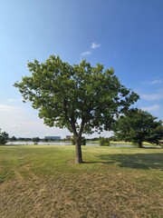 Tree in a Park