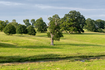 trees in the meadow
