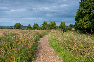 path in the field