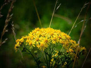 Wild Yellow flowers background summer image with copy space. Floral garden country scene. Ragwort Jacobaea,