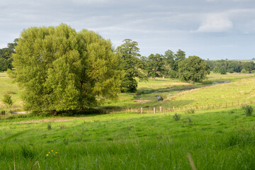 landscape with trees and river