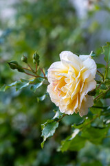 Obraz premium yellow english rose flower