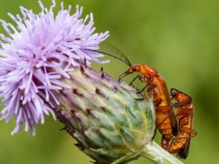 Common Red Soldier Beetle, beetles breeding mating. Eating nectar and pollen from thistle flowers. Summer macro insect photography. Male and female