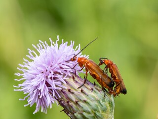 Common Red Soldier Beetle, beetles breeding mating. Eating nectar and pollen from thistle flowers. Summer macro insect photography. Male and female