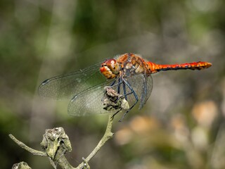 Red Orange dragonfly with wings with a red pattern sits on a branch. resting on a flower stalk close-up. huge eyes. Pyrrhosoma nymphula, on flower bud of Lady's mantle, Alchemilla mollis.