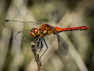 Red Orange dragonfly with wings with a red pattern sits on a branch. resting on a flower stalk close-up. huge eyes. Pyrrhosoma nymphula, on flower bud of Lady's mantle, Alchemilla mollis.