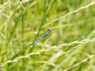 Neon blue Dragonfly closeup macro photograph. On a leaf. copy space, damselfly resting on a tree...