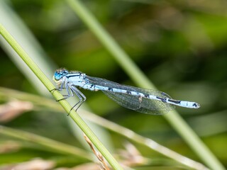 Neon blue Dragonfly closeup macro photograph. On a leaf. copy space, damselfly resting on a tree branch. Background. Coenagrionidae. Common bluet