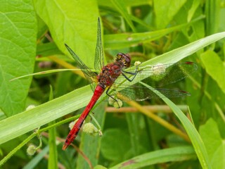 Red Orange dragonfly with wings with a red pattern sits on a branch. resting on a flower stalk close-up. huge eyes. Pyrrhosoma nymphula, on flower bud of Lady's mantle, Alchemilla mollis.