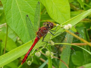 Red Orange dragonfly with wings with a red pattern sits on a branch. resting on a flower stalk close-up. huge eyes. Pyrrhosoma nymphula, on flower bud of Lady's mantle, Alchemilla mollis.
