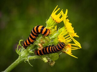 Cinnabar Caterpillar lave moths, Tiger moth. A macro shot of a caterpillar feeding on a leaf, showcasing its vibrant coloring and distinct body segments. intricate details of the caterpillars skin