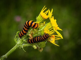 Cinnabar Caterpillar lave moths, Tiger moth. A macro shot of a caterpillar feeding on a leaf, showcasing its vibrant coloring and distinct body segments. intricate details of the caterpillars skin