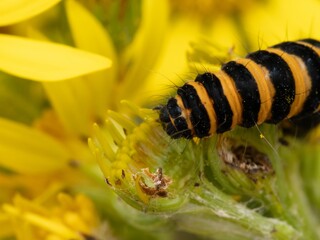 Cinnabar Caterpillar lave moths, Tiger moth. A macro shot of a caterpillar feeding on a leaf, showcasing its vibrant coloring and distinct body segments. intricate details of the caterpillars skin