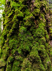 Fototapeta premium Green moss on tree trunk background