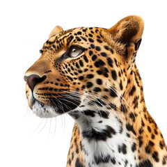 Obraz premium [Transparent Background PNG]Portrait of a Leopard Looking Up
