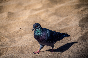 Obraz premium palomas en la playa del ingles maspalomas,gran canarias