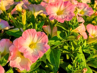 pink and white flowers