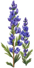 Obraz premium Purple Flower Illustration