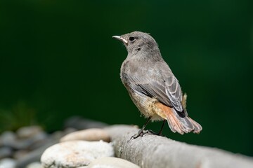 Black redstart ( Phoenicurus ochruros) - young on a stick by the stones. Czechia. 