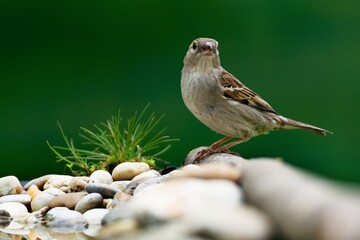 House sparrow, female on a stick near stones with grass. Czechia.