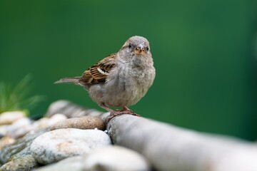 House sparrow, juvenile on a stick near stones with grass. Czechia.