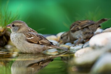  Two young sparrows by the water of a bird watering hole. Reflection on the water. Czechia