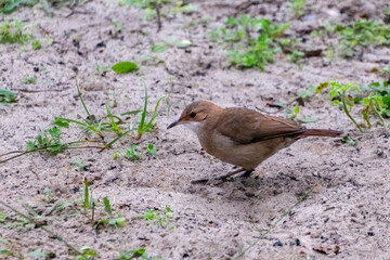 Little bird looking for insects