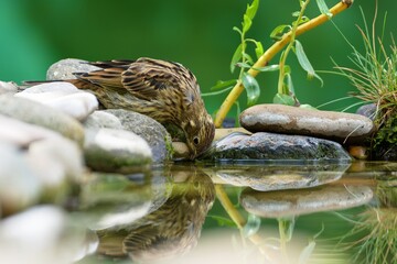 Yellowhammer (Emberiza citrinella), young on stones drinking water from bird watering hole. Reflection on the water. Czechia.