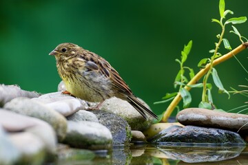 Yellowhammer (Emberiza citrinella), young standing on stones near bird water hole. Czechia.