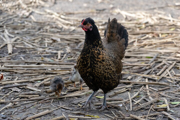 Hen and her chicks