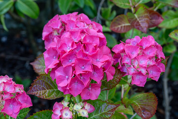 pink hydrangea
