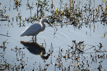 Heron fishing in the pond