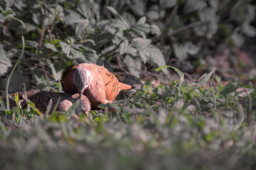 Couple of  pigeons cuddling