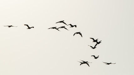 Birds flying