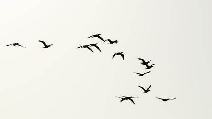 Birds flying