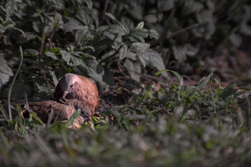 Couple of  pigeons cuddling