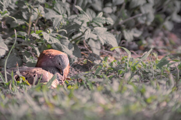 Couple pigeons hugging