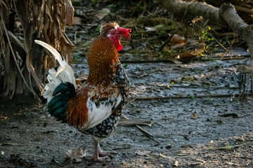 Domestic rooster