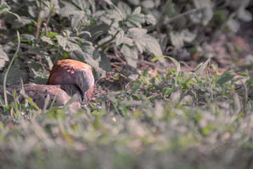 Couple of pigeons cuddling