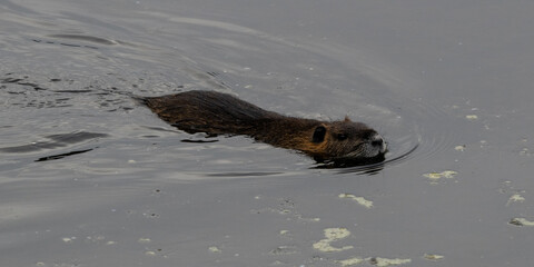 Prey resting in the lagoon