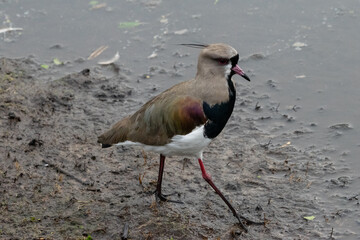 Bird looking for food