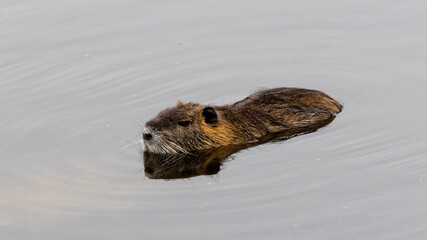 Prey resting in the lagoon