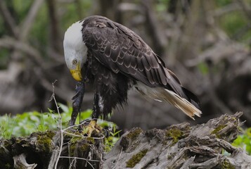 Bald Eagle