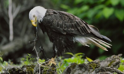 Bald Eagle