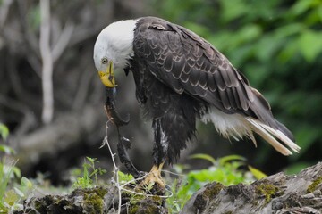 Bald Eagle