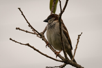 Bird resting in the tree