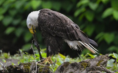 Bald Eagle