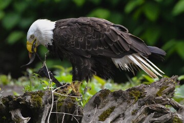 Bald Eagle
