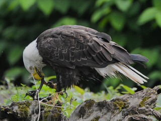 Bald Eagle
